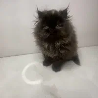 بچه گربه پرشین سوپرفلت ماده