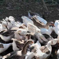 غاز|حیوانات مزرعه|طاهرگوراب, |دیوار