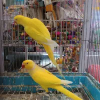 جفت ملنگو زرد