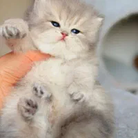 بریتیش مو بلند سیلور کیفیت وارداتی