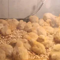 جوجه بلدرچین آمریکایی