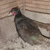 پرنده زینتی جوان قر|حیوانات مزرعه|کرمان, |دیوار