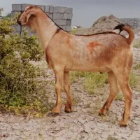 کهر نر