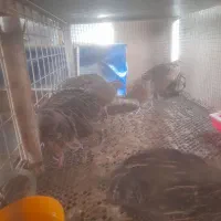 بلدرچین بالغ|حیوانات مزرعه|شیراز, قلات|دیوار