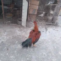 سلام یکعدد مرغ ویکعددخروس بفروش