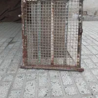دراقال کفتر سالم بدونه پوسیدگی