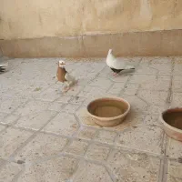 کبوتر یا کفتر دم سیاه|پرنده|شیراز, تندگویان|دیوار