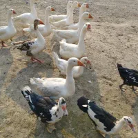 اردک، قوغاز، اردک نما