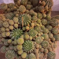 گلدان پر از گل کاکتوس