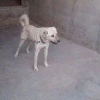 سگ سرابی