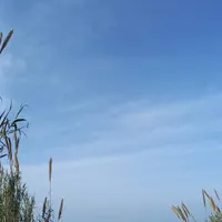 ** زمین ۴۵۰ متری پلاک دریا ویوی جنگل درشهرک انزو|پیش‌فروش املاک|نوشهر, |دیوار
