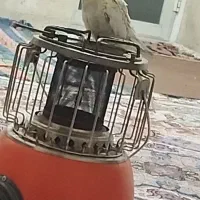 عروس هلندی گمشده|حیوانات|ایوان, |دیوار