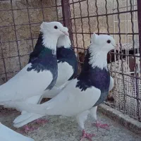 کبوتر طوقی پاک ۴تا