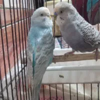 جفت مرغ عشق|پرنده|اهواز, کوی علوی|دیوار
