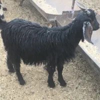 دوراس بزقاله نر دوراس بره ماده|حیوانات مزرعه|جوادآباد, |دیوار