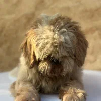 واگذاری شیتزو نر