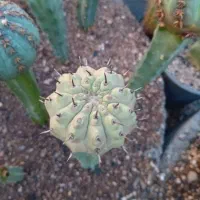 کاکتوس .گل .|گل و گیاه طبیعی|کازرون, |دیوار