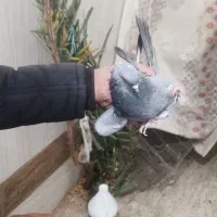 کفتراصفهانیبازیکن|پرنده|خمینیشهر, |دیوار