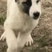 توله الابای