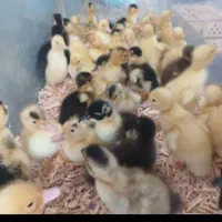 باسلام فروش انواع جوجه رنگی.اردک.گوشتی . بلدرچین|حیوانات مزرعه|فردوس (خراسان), |دیوار