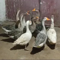 قو قاز|حیوانات مزرعه|پارسآباد, |دیوار