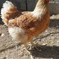 مرغ ، خروس ، نیمچه ، جوجه مرغ زینتی