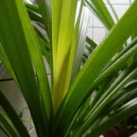 فروش فوری زمین انجیری