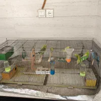 مرغ عشق 150الی 200