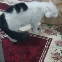 دو عدد گربه پرشین کلاسیک