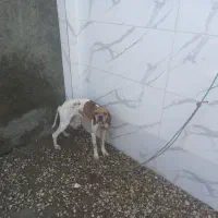 توله دنبلانی شماره تماس ***********