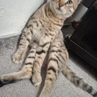 واگذاری گربه رایگان