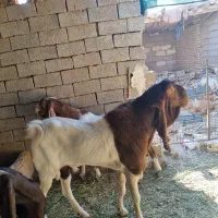 بز افغانی اصل