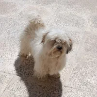 و سگ|سگ|سیرجان, |دیوار