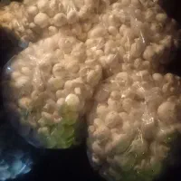 قارچ عمده و خرده|خوردنی و آشامیدنی|تهران, شادآباد|دیوار