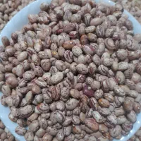 لوبیا چیتی ولوبیا کشاورزی