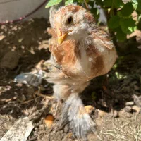 فروش ۴ عدد جوجه برهما حدوداً سه ماهه