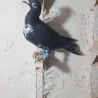 تعدادی ماده و جوجه نر