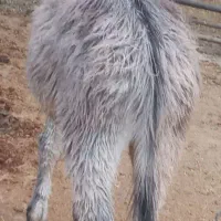 الاغ فروشی|حیوانات مزرعه|پاکدشت, پاکدشت (مامازند)|دیوار