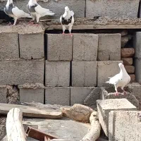 تعدادی کفتر طوقی وهومر وپلاکی هرکدام ۳۰۰|پرنده|بافق, |دیوار