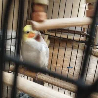 عروس هلندی|پرنده|شیراز, زند|دیوار