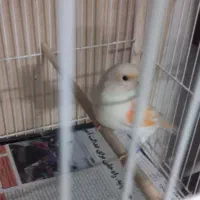 قناری ردفاکتور وموزاییکی|پرنده|مشهد, شهرک لشکر (شهرک غرب)|دیوار