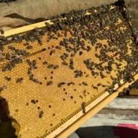 کندو زنبور عسل