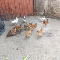 مرغ ارگانیک تخمی|حیوانات مزرعه|مشهد, چهنو|دیوار