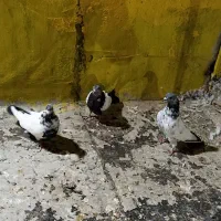 سه عدد کبوتر|پرنده|کبودرآهنگ, |دیوار