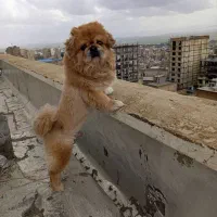 پیکینیز هشت ساله وابسته ب خانواده و خیلی حساس