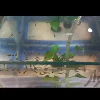 بچه گوپی|ماهی|کرمانشاه, |دیوار