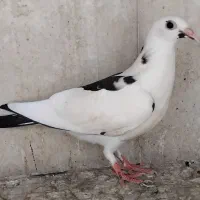 جوجه پلاکی|پرنده|اصفهان, سعادت‌آباد|دیوار