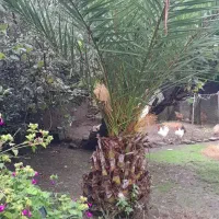 نخل فونیکس ارتفاع ۴  متر سیکاس ۱۰ ساله برگ سوزنی|گل و گیاه طبیعی|آستانه اشرفیه, |دیوار