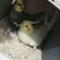 عروس هلندی مولد|پرنده|ورامین, شهرک مدرس|دیوار