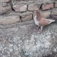 کفتر گرفتنی